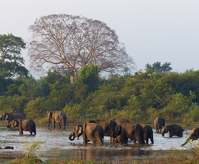 Ceylon Adventure Tours - Customized package