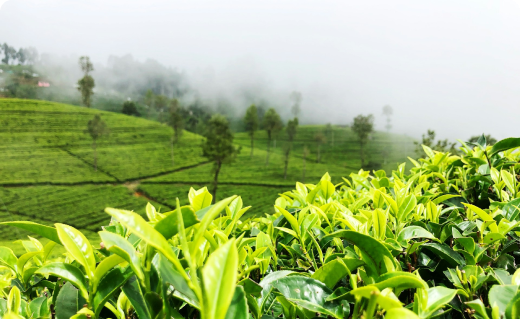 The Ceylon Triple Crown